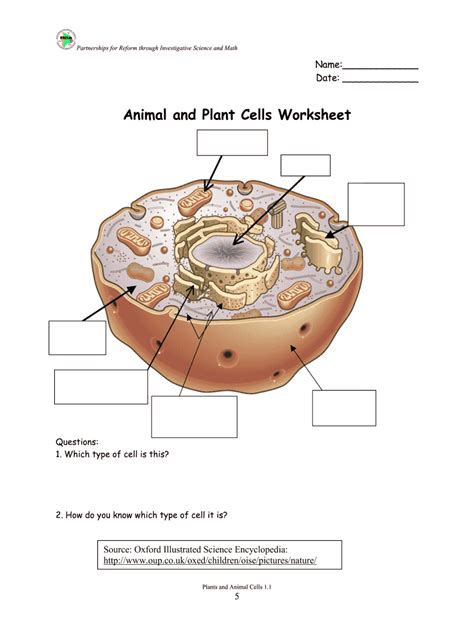 Plant Cell Worksheet Answers