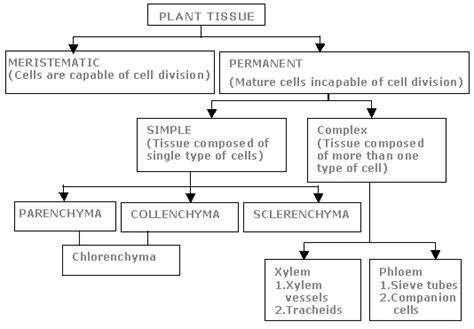 Cells in permanent tissue are either living or dead. Classification Of Plants Tissues And Their Function