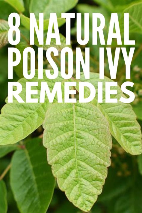 Fast Remedies For Poison Ivy