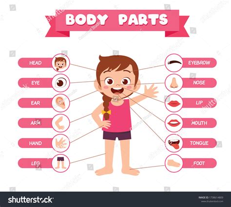 132220 Parts Of The Body Girl Images Stock Photos And Vectors