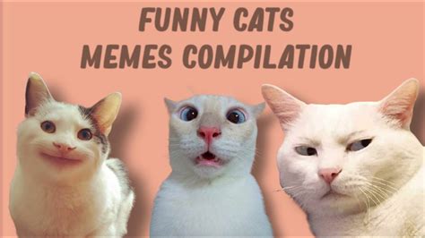 Funny Cats Memes Compilation Youtube