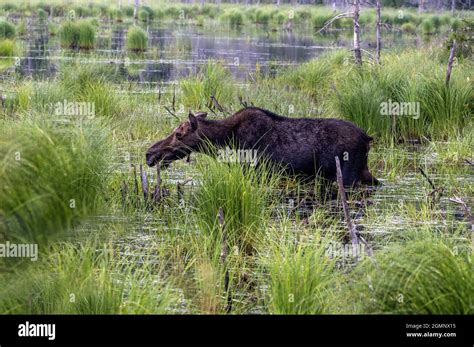 Treasures of Maine Stock Photo - Alamy
