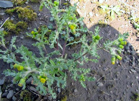 Common Garden Weeds Identification