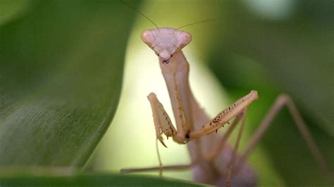 Stunning Slo Mo Shows Praying Mantises Look Before Leaping 動物