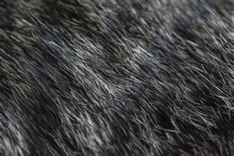 Black And White Cat Fur Texture Stock Image Image Of Kitten Speckle