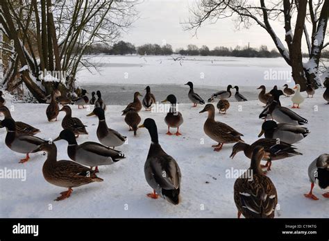 Winter Scene Of Ducks In Snow Stock Photo Alamy
