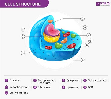 Parts Of An Animal Cell And Their Functions Quizlet Animal Cell Parts