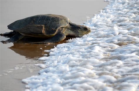 It can be distinguished from the closely related kemp's ridley sea turtle (lepidochelys kempii). Olive Ridley Turtles arrive at Gahirmatha Beach- The New ...