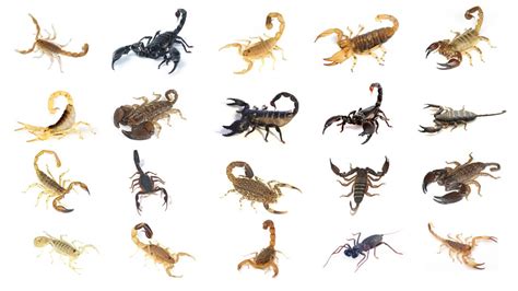 Types Of Scorpions Learn 20 Different Types Of Scorpions In English
