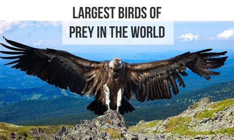 Top 10 Largest Birds Of Prey In The World 2024 Updated