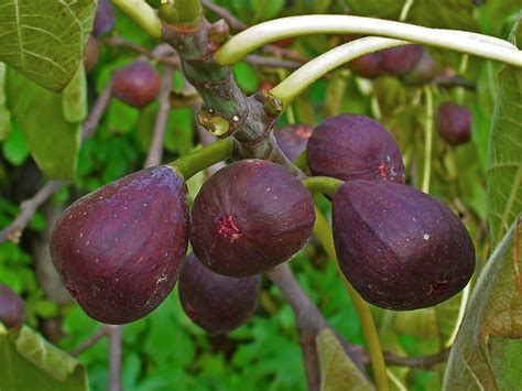 Importancia Del Cultivo De Higo En M Xico