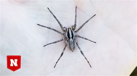 feeling the heat wolf spider s hunting rate may peak at 85 degrees nebraska today