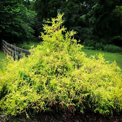 Gold Lace Juniper For Sale Online The Tree Center