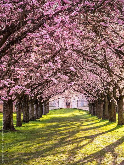 Flowering Cherry Blossom In Park With Tree Alley By Stocksy