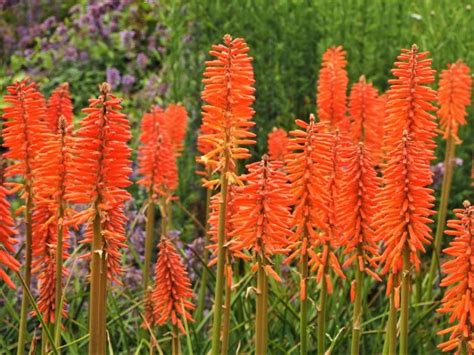 7 Of The Best Summer Perennials For Adding Colour To Your Garden