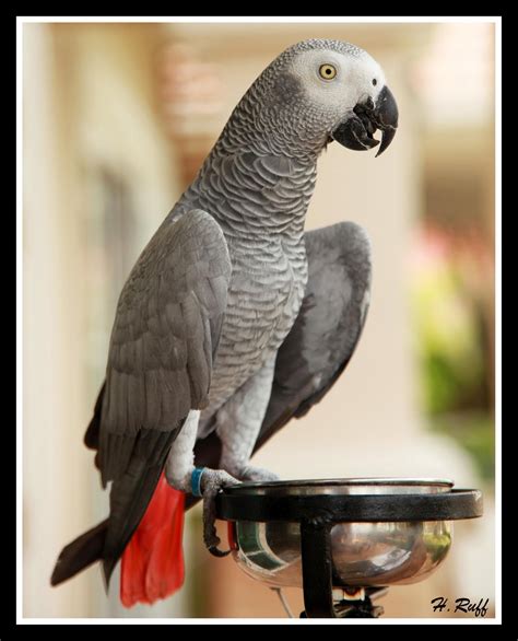 Ruff Photo African Gray Parrot