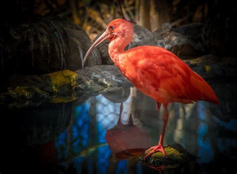 The Whodunit Photographer Scarlet Ibis Ii