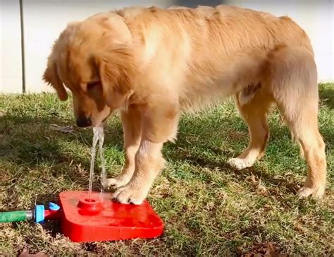 During the water change, remove approximately 15 percent of your fountain's water and replace it with fresh water. Pawcet Outdoor Dog Water Fountain » Gadget Flow