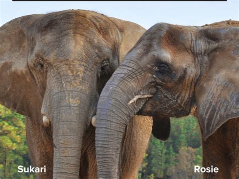 Sukari And Rosie At The Elephant Sanctuary In Hohenwald Tn Elephant