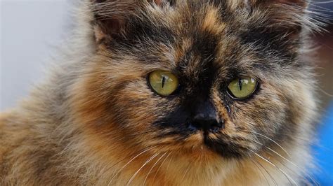 Brown And Black Cat With Green Eyes Hd Cat Wallpapers Hd