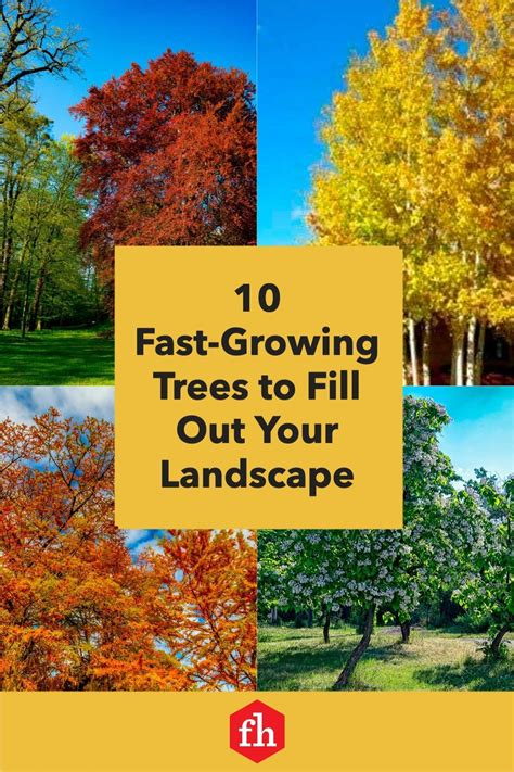 10 Fast Growing Trees To Fill Out Your Landscape Fast Growing Trees Growing Tree Landscaping