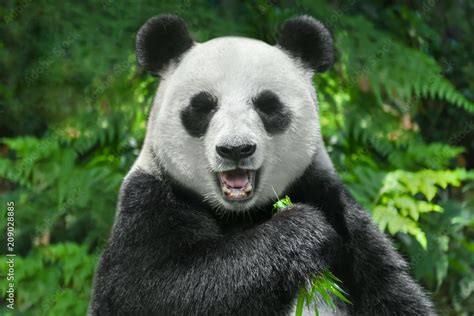 Fototapeta Gigantyczny Miś Panda Je Bambusa 209028885 Fototapety