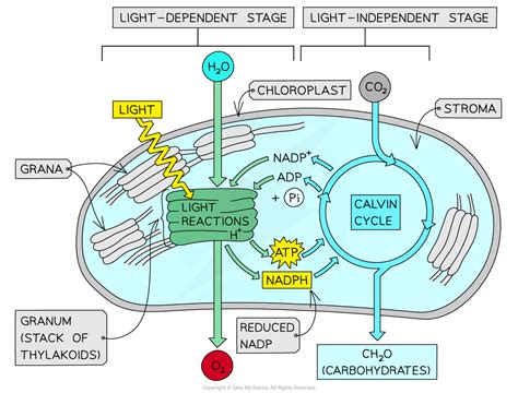 Aqa A Level Biology复习笔记514 Using The Products Of The Light Dependent