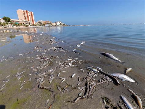 Muerte del Mar Menor el informe ignorado que alertó de la catástrofe