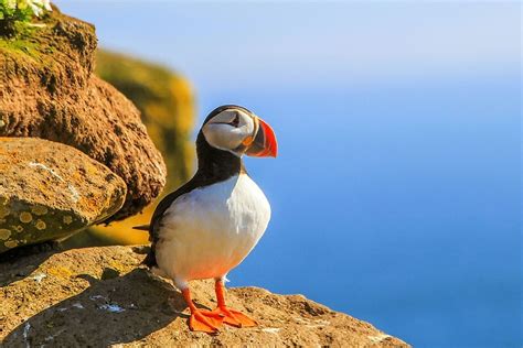 Puffin Facts - Animals of the World - WorldAtlas.com