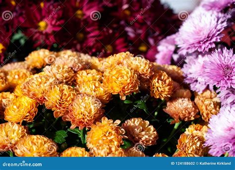 Colorful Mums At Farmer S Market Stock Photo Image Of Bloom Ecology