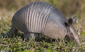 10 Facts About Armadillos