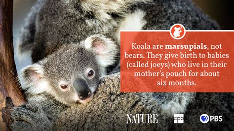 Koala Fact Sheet Blog Nature Pbs