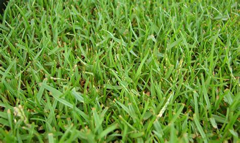 What Is Zoysia Grass Guide To Growing Zoysia Grass And Problems