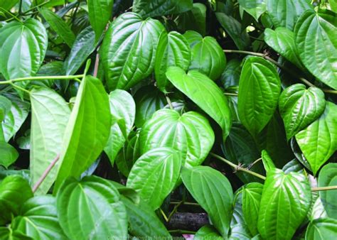M-Tech Gardens Rare Betel Leaf Live Plant (Piper betle) Medicinal Herb ...