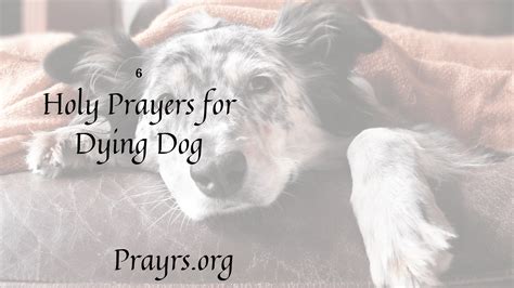 6 Holy Prayers For Dying Dog Prayrs