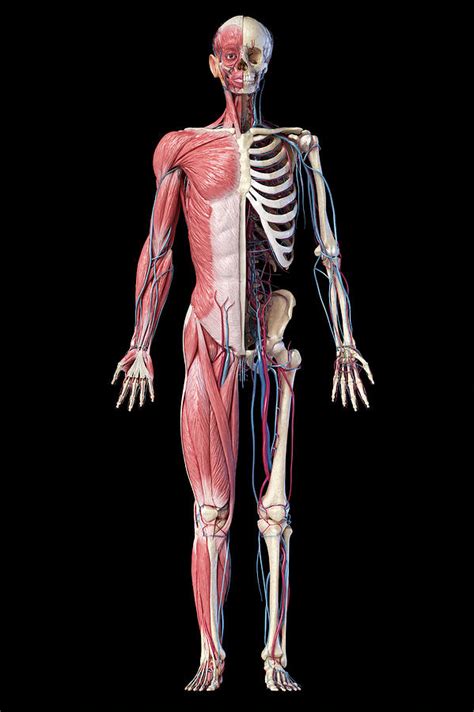 Full Body Human Skeleton With Muscles Photograph By Pixelchaos Fine