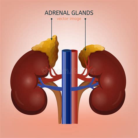 Adrenal Glands Image Stock Vector Illustration Of Health 97451188