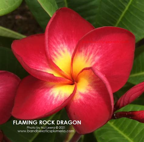 Flaming Rock Dragon Plumeria By Nui