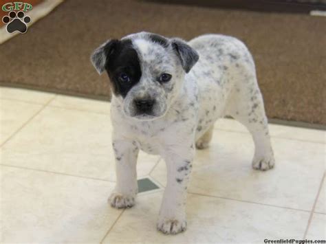 Ranger Blue Heeler Mix Puppy For Sale In Narvon Pa Mixed Breed Dogs