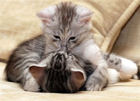 Have You Ever Seen A Cat Kissing Another Cat Before I Havent Animals