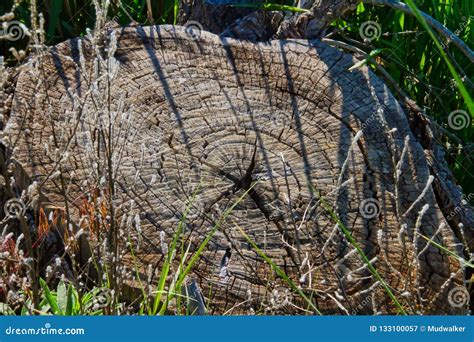 Cracked Grey Tree Stump And Grass Stock Image Image Of Western