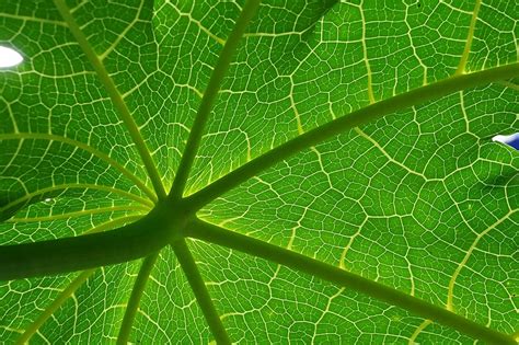 Free Download Macro Photography Green Plant Green Leaf Nature