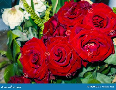 Red Roses For Wedding Stock Image Image Of Plant Weddings 145849073