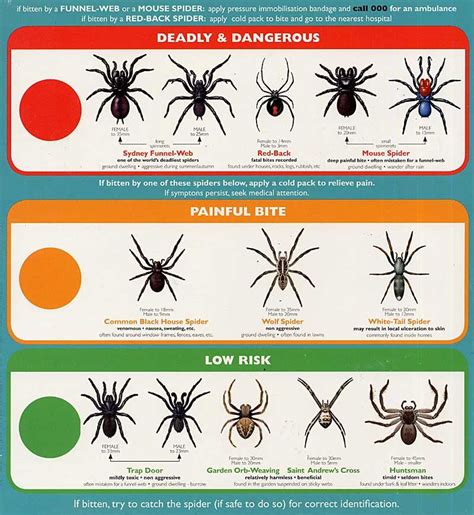 Spider Identification Types Of Spiders Spiders