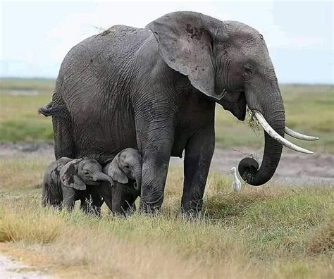 Mother Elephant With Her Twins R Elephants