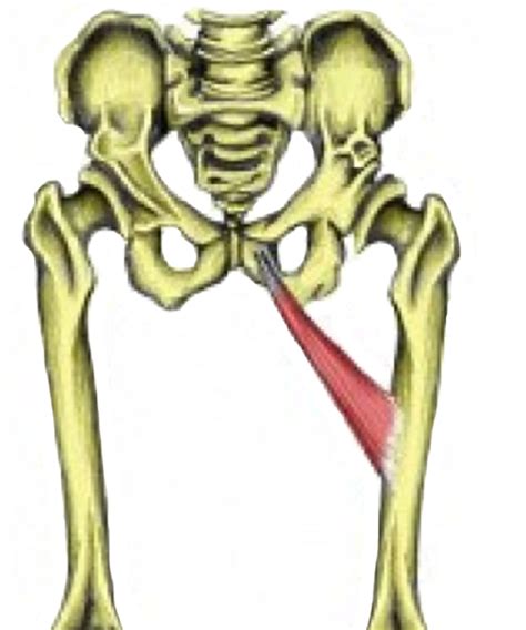 The purpose of this chapter is to describe the anatomic landmarks of the groin region. Hip & Groin Muscles - TeachPE.com
