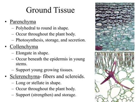 Ppt Cells And Tissues Of The Plant Body Powerpoint Presentation Id