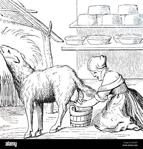 Engraving Depicting The Milking Of A Ewe For Cheese Making In