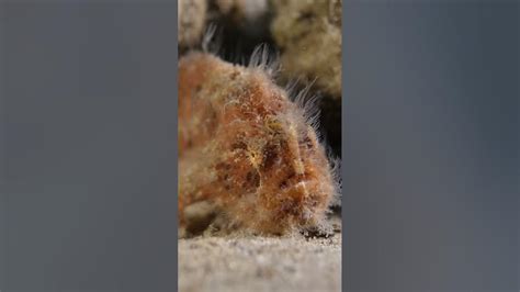Hairy Frogfish Using Its Lure To Hunt Youtube