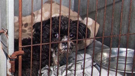 Are Puppy Mills Banned